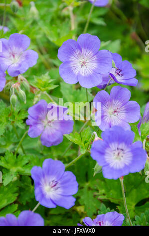 Geranium 'Rozanne' du centenaire Banque D'Images