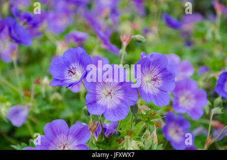 Geranium 'Rozanne' du centenaire Banque D'Images