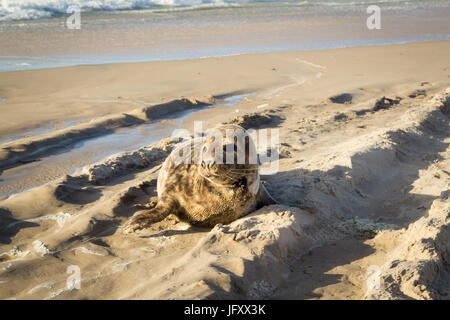 Phoque commun à bronzer sur la plage Banque D'Images