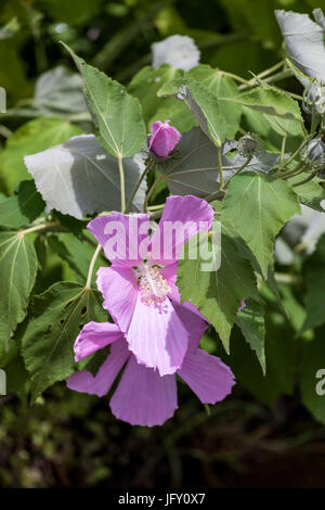 Freshblown de fleurs d'Hibiscus (Hibiscus moscheutos sauvages), dans les Barthes de Lunax' (Hossegor - Landes - France). Toujours trouvés dans des endroits humides, Banque D'Images