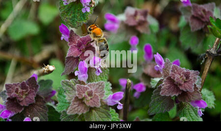 Abeille Banque D'Images