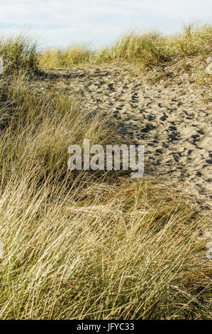Chemin usé dans le sable sur la dune à travers la plage de l'herbe pour l'Océan Pacifique Banque D'Images