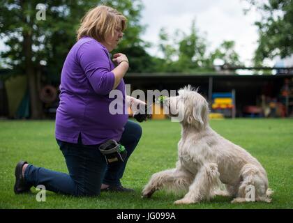 Le chien renifle le sol Arwen, à la recherche d'Ambrosia plantes avec l'aide de son professeur Katja Krauss à l'école canine 'Greh' à Berlin, Allemagne, 26 juin 2017. L'Ambroisie, plante qui ressemble très rudimentaires, est l'une des plus fortes de déclenchement d'allergies en Europe centrale. Photo : Monika Skolimowska/dpa Banque D'Images