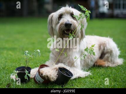 Le chien renifle le sol Arwen, à la recherche d'Ambrosia plantes à l'école canine 'Greh' à Berlin, Allemagne, 26 juin 2017. L'Ambroisie, plante qui ressemble très rudimentaires, est l'une des plus fortes de déclenchement d'allergies en Europe centrale. Photo : Monika Skolimowska/dpa Banque D'Images