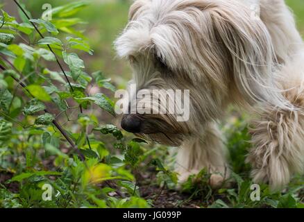 Le chien renifle le sol Arwen, à la recherche d'Ambrosia plantes à l'école canine 'Greh' à Berlin, Allemagne, 26 juin 2017. L'Ambroisie, plante qui ressemble très rudimentaires, est l'une des plus fortes de déclenchement d'allergies en Europe centrale. Photo : Monika Skolimowska/dpa Banque D'Images