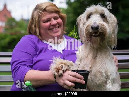 Le chien renifle le sol Arwen, à la recherche d'Ambrosia plantes avec l'aide de son professeur Katja Krauss à l'école canine 'Greh' à Berlin, Allemagne, 26 juin 2017. L'Ambroisie, plante qui ressemble très rudimentaires, est l'une des plus fortes de déclenchement d'allergies en Europe centrale. Photo : Monika Skolimowska/dpa Banque D'Images