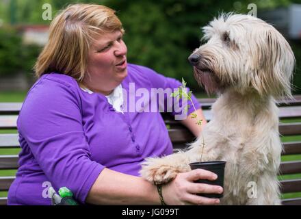 Le chien renifle le sol Arwen, à la recherche d'Ambrosia plantes avec l'aide de son professeur Katja Krauss à l'école canine 'Greh' à Berlin, Allemagne, 26 juin 2017. L'Ambroisie, plante qui ressemble très rudimentaires, est l'une des plus fortes de déclenchement d'allergies en Europe centrale. Photo : Monika Skolimowska/dpa Banque D'Images