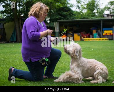 Le chien renifle le sol Arwen, à la recherche d'Ambrosia plantes avec l'aide de son professeur Katja Krauss à l'école canine 'Greh' à Berlin, Allemagne, 26 juin 2017. L'Ambroisie, plante qui ressemble très rudimentaires, est l'une des plus fortes de déclenchement d'allergies en Europe centrale. Photo : Monika Skolimowska/dpa Banque D'Images