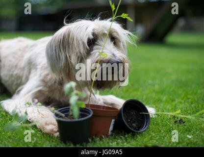 Le chien renifle le sol Arwen, à la recherche d'Ambrosia plantes à l'école canine 'Greh' à Berlin, Allemagne, 26 juin 2017. L'Ambroisie, plante qui ressemble très rudimentaires, est l'une des plus fortes de déclenchement d'allergies en Europe centrale. Photo : Monika Skolimowska/dpa Banque D'Images