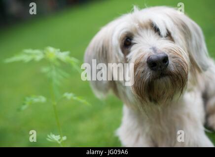 Le chien renifle le sol Arwen, à la recherche d'Ambrosia plantes à l'école canine 'Greh' à Berlin, Allemagne, 26 juin 2017. L'Ambroisie, plante qui ressemble très rudimentaires, est l'une des plus fortes de déclenchement d'allergies en Europe centrale. Photo : Monika Skolimowska/dpa Banque D'Images
