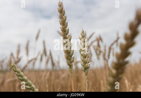 Markgroeningen, Allemagne. 3 juillet, 2017. Les épis de blé peut être vu avant la récolte sur un champ dans Markgroeningen, Allemagne, 3 juillet 2017. Photo : Daniel Maurer/dpa/Alamy Live News Banque D'Images