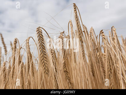 Markgroeningen, Allemagne. 3 juillet, 2017. Les épis de blé peut être vu avant la récolte sur un champ dans Markgroeningen, Allemagne, 3 juillet 2017. Photo : Daniel Maurer/dpa/Alamy Live News Banque D'Images