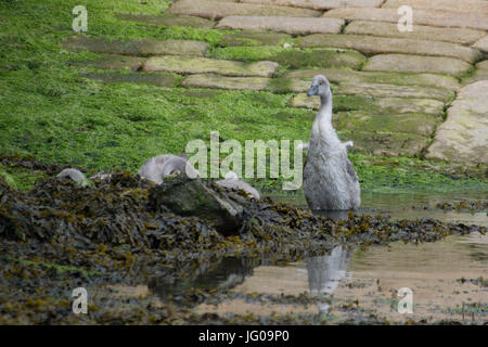 Newlyn, Cornwall, UK. 3e juillet 2017. Météo britannique. Après un début de journée brumeuse le temps commencé à défricher en fin de matinée. Un cygne et quatre cygnets étaient dehors et au sujet de l'alimentation dans le port. Crédit : Simon Maycock/Alamy Live News Banque D'Images