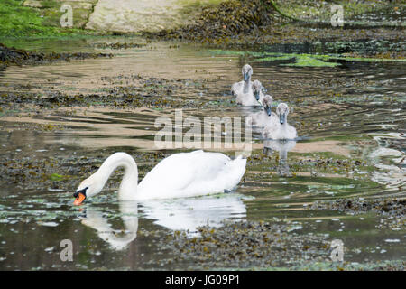 Newlyn, Cornwall, UK. 3e juillet 2017. Météo britannique. Après un début de journée brumeuse le temps commencé à défricher en fin de matinée. Un cygne et quatre cygnets étaient dehors et au sujet de l'alimentation dans le port. Crédit : Simon Maycock/Alamy Live News Banque D'Images