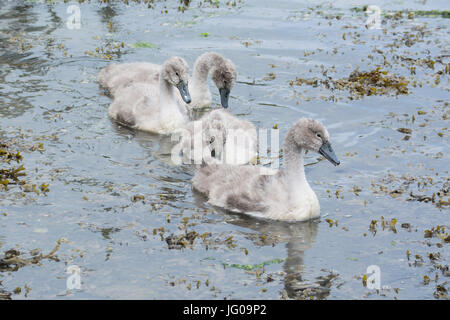 Newlyn, Cornwall, UK. 3e juillet 2017. Météo britannique. Après un début de journée brumeuse le temps commencé à défricher en fin de matinée. Un cygne et quatre cygnets étaient dehors et au sujet de l'alimentation dans le port. Crédit : Simon Maycock/Alamy Live News Banque D'Images