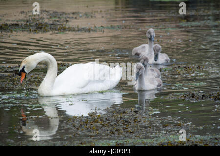 Newlyn, Cornwall, UK. 3e juillet 2017. Météo britannique. Après un début de journée brumeuse le temps commencé à défricher en fin de matinée. Un cygne et quatre cygnets étaient dehors et au sujet de l'alimentation dans le port. Crédit : Simon Maycock/Alamy Live News Banque D'Images