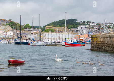 Newlyn, Cornwall, UK. 3e juillet 2017. Météo britannique. Après un début de journée brumeuse le temps commencé à défricher en fin de matinée. Un cygne et quatre cygnets étaient dehors et au sujet de l'alimentation dans le port. Crédit : Simon Maycock/Alamy Live News Banque D'Images