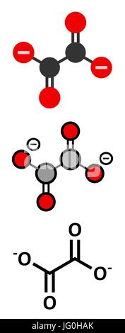 L'anion oxalate, structure chimique. Les sels d'oxalate peut former des calculs rénaux. Formule topologique classique et représentations stylisées. Illustration de Vecteur