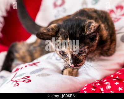 Petite chaton Tortoiseshell femelle, jouant sur un canapé avec des coussins blancs, prêt à regarder vers le bas intentement prêt à bondir sur sa proie et l'attaquer Banque D'Images