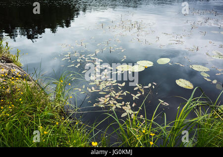 La côte du lac encore avec l'herbe dans l'eau. 3020 f, Russie Banque D'Images