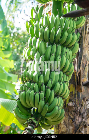 Des bananes vertes poussant sur un arbre Banque D'Images