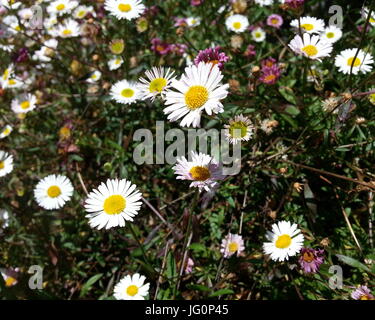 Fleurs Daisy en anglais Banque D'Images