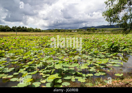 Lac rempli de fleurs de lotus sous un ciel nuageux à Phuket, Thaïlande Banque D'Images