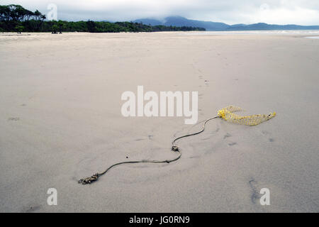 Net Ghost enterré dans le sable à l'embouchure de la rivière Daintree, sur les rives de la Grande Barrière de Corail, Far North Queensland, Australie Banque D'Images