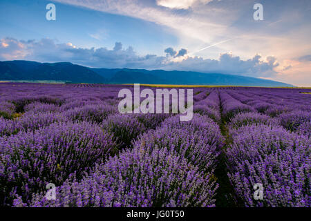 Champ de lavande tourné au lever du soleil à Karlovo, Bulgarie Banque D'Images