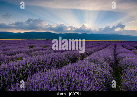 Champ de lavande tourné au lever du soleil avec des rayons de lumière provenant de nuages. Tourné à Karlovo, Bulgarie Banque D'Images