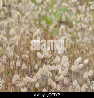 Les têtes florales de l'herbe ou barbe annuel lapins annuel (Polypogon monspeliensis herbe pied de la toge) sur une plage de partie de Dungeness. Dungeness, Kent, UK Banque D'Images