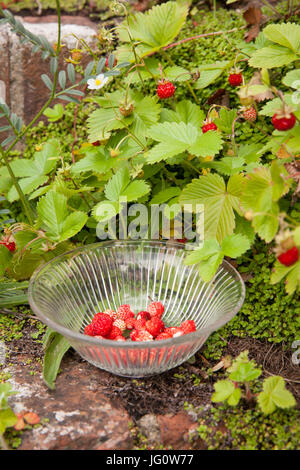 Les fraises des bois dans un bol en verre, les plantes poussent naturellement sur ses anciens pas dans un jardin de campagne anglaise Banque D'Images