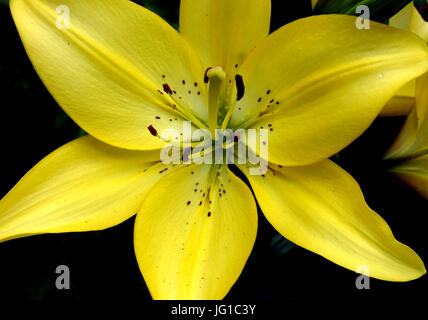 Azucena ou Madonna lily à Londres en fleurs jardin Banque D'Images