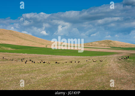 Paysage vert autour du lac artificiel Darbandikhan sur la frontière de l'Iran, l'Irak Kurdistan Banque D'Images