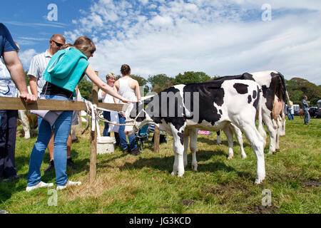 Salon de l'agriculture à un veau Banque D'Images