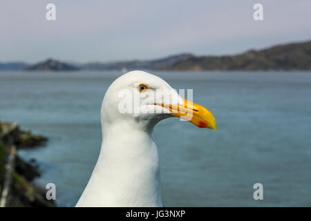 Western, Larus occidentalis, mouette, mouette, l'île d'Alcatraz, San Francisco Bay, San Francisco, Californie, Etats-Unis, Amérique du Nord Banque D'Images