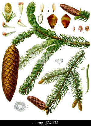 Picea abies - Köhler-s Medizinal-Pflanzen-105 Banque D'Images