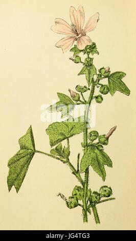 Plantenschat1898 15070 Groote malva. Malva sylvestris Banque D'Images