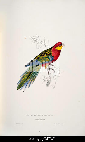 Platycercus icterotis -stanleyii Parrakeet Platycercus Stanley -par Edward Lear 1812-1888 Banque D'Images