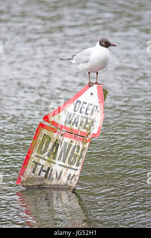 Mouette à tête noire perché au sommet d'un signe d'eau profonde Banque D'Images