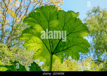 La rhubarbe géante Gunnera manicata (feuilles). Aussi connu comme la rhubarbe, rhubarbe brésilien chilien de dinosaures, de l'alimentation et le Figuier de la rhubarbe. Famille : Gunneraceae Banque D'Images