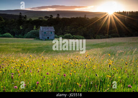 Hay Meadow traditionnel au lever du soleil, Holwick, Upper Teesdale, County Durham, Royaume-Uni Banque D'Images