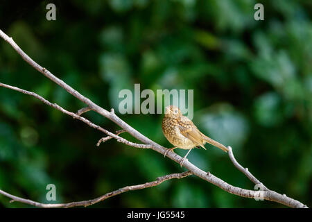 Tacheté de brun immature jeune Erithacus rubecula aux abords, robin, perché sur une branche en été dans un jardin à Surrey, au sud-est de l'Angleterre, Royaume-Uni Banque D'Images