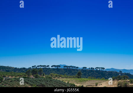 Une ligne d'arbres contre un ciel bleu profond près de Ronda, Andalousie, Espagne Banque D'Images