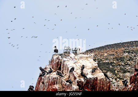 Les oiseaux dans les îles Ballestas près de Pisco, Pérou le 23/03/2014 Banque D'Images