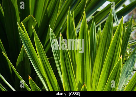 L'usine de sisal (Agave sisalana) laisse à la lumière du soleil Banque D'Images