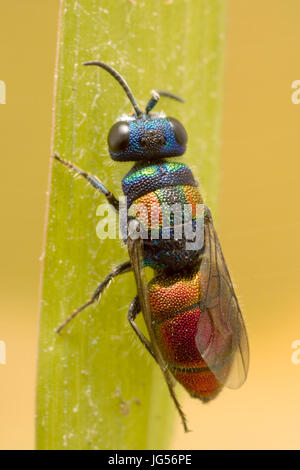 Cuckoo wasp : une guêpe parasite qui pond ses œufs dans le nid de guêpe, d'autres juste comme un coucou. Banque D'Images