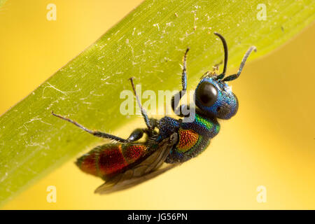 Cuckoo wasp : une guêpe parasite qui pond ses œufs dans le nid de guêpe, d'autres juste comme un coucou. Banque D'Images