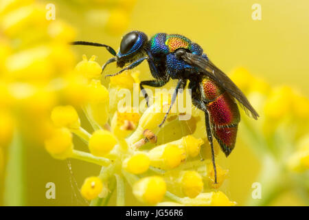 Cuckoo wasp : une guêpe parasite qui pond ses œufs dans le nid de guêpe, d'autres juste comme un coucou. Banque D'Images