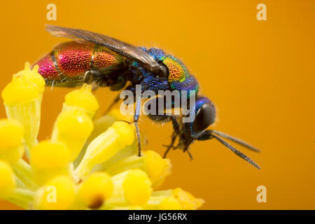 Cuckoo wasp : une guêpe parasite qui pond ses œufs dans le nid de guêpe, d'autres juste comme un coucou. Banque D'Images